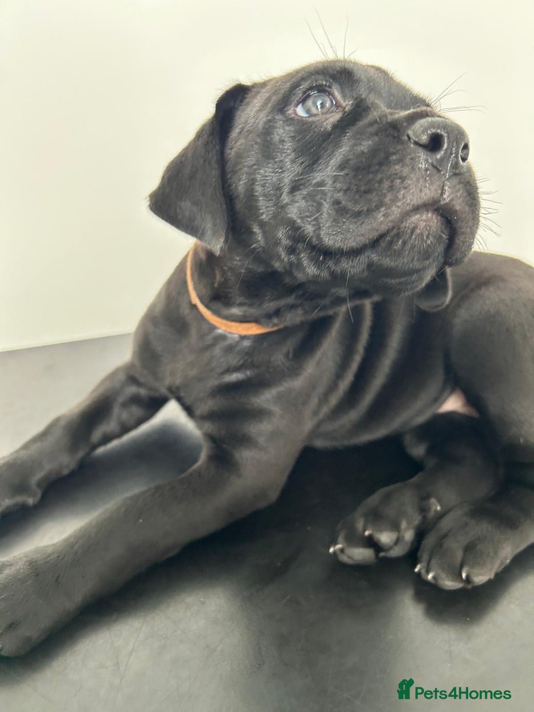 Mixed Breed dogs for sale: Adorable Rottweiler Dogue de Bordeaux x Cane Corso - Image 16