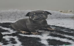 Frug dogs for sale: Beautiful Frug Babies 😍 - Image 19