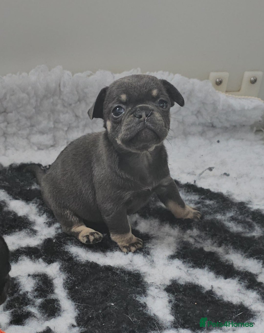 Frug dogs for sale: Beautiful Frug Babies 😍 - Image 19