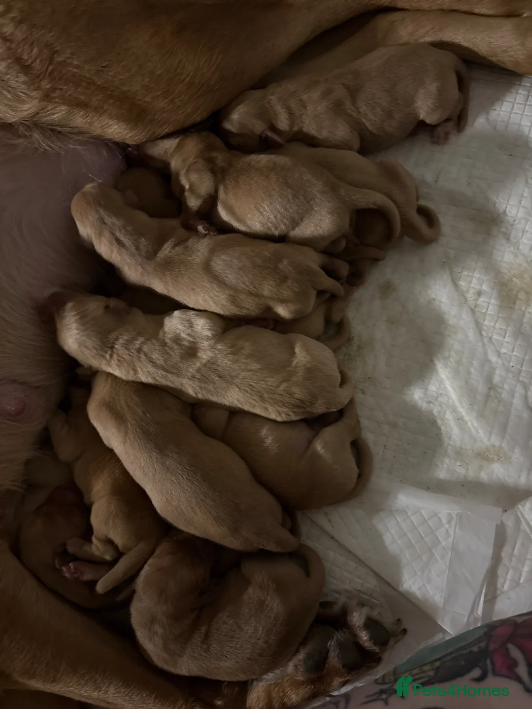 Labrador Retriever dogs for sale: Fox Red Labradors - Advert 15