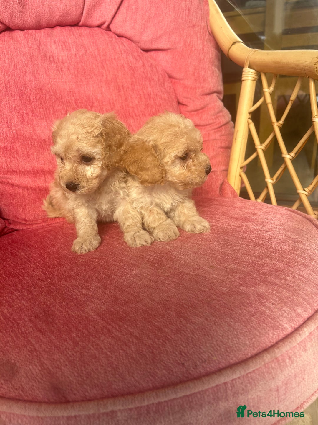 Poochon dogs for sale: Beautiful F1 Poochon puppies  - Image 4