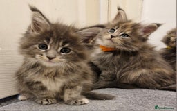 Maine Coon cats for sale: BEAUTIFUL FLUFFY BABIES  - Image 12
