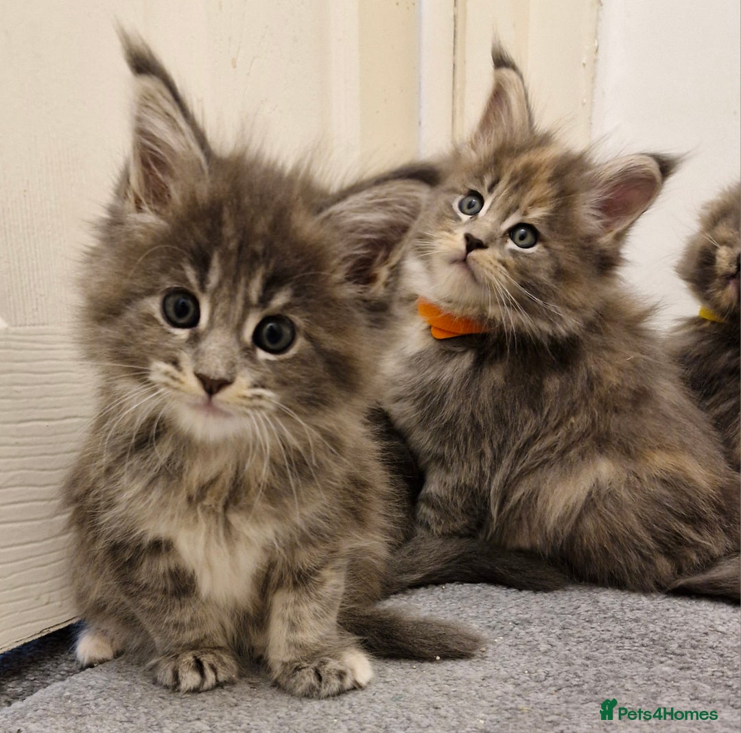 Maine Coon cats for sale: BEAUTIFUL FLUFFY BABIES  - Image 12
