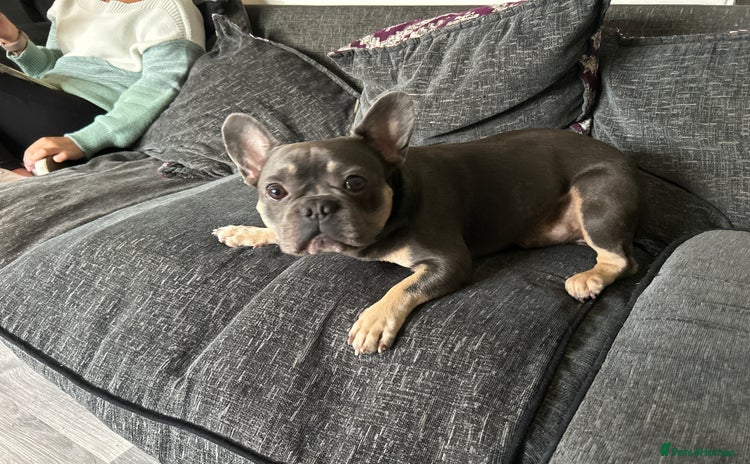 French Bulldog dogs - Advert 1