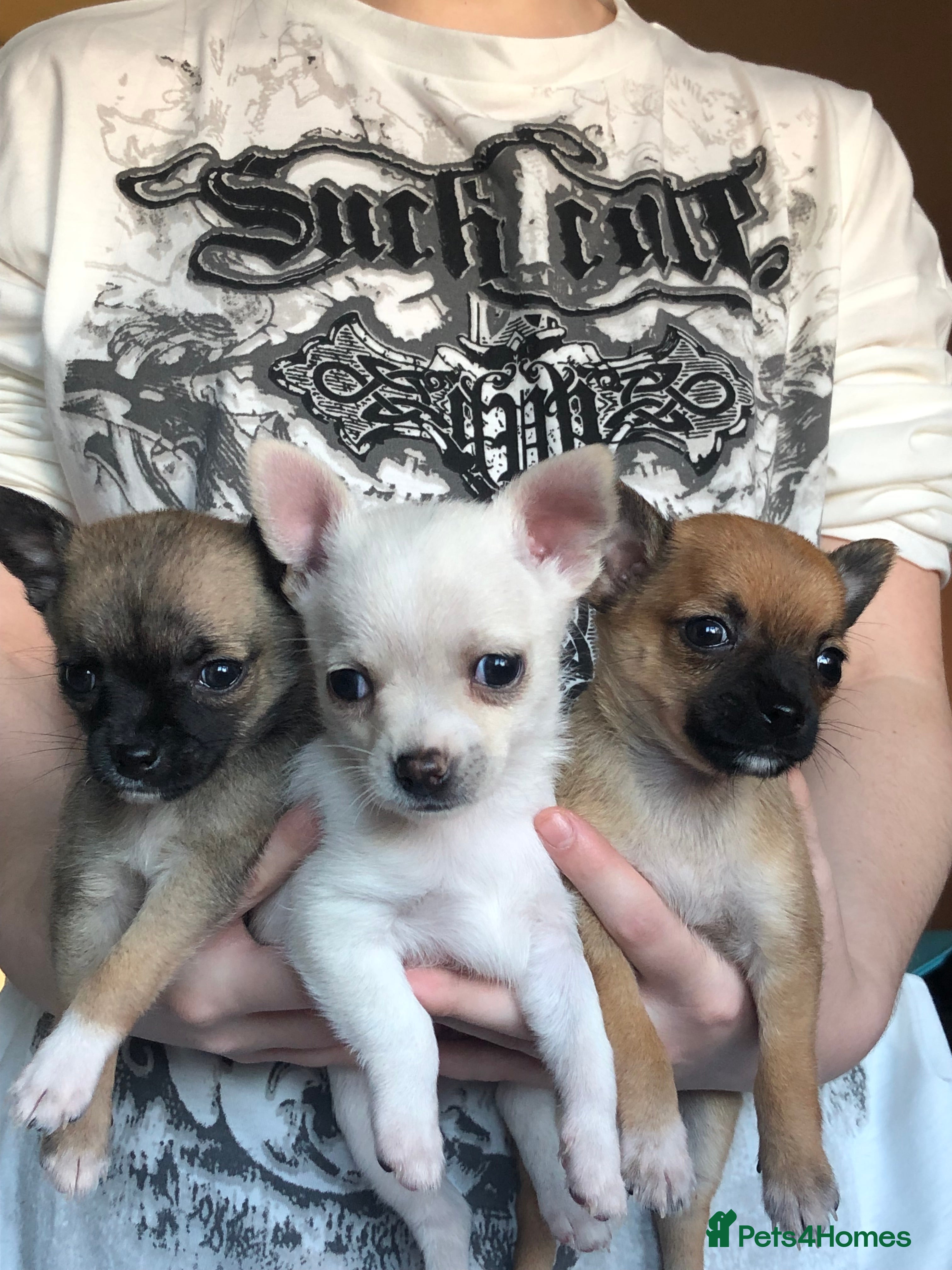 Pomchi dogs 🐾MALE POMCHI PUPPIES🐾 - Advert 12