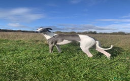 Whippet dogs for sale: Pedigree Purebred Blue and Two Toned Whippets - Image 5