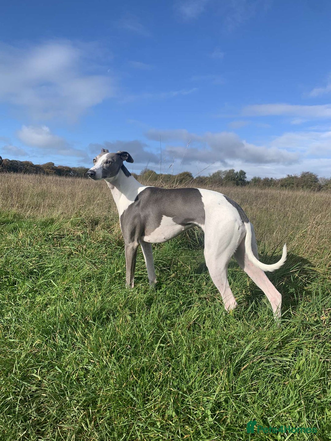 Whippet dogs for sale: Pedigree Purebred Blue and Two Toned Whippets - Image 5