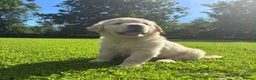 Golden Retriever dogs for sale: BEAUTIFUL GOLDEN RETRIEVER PUPPIES £1495 - Advert 5
