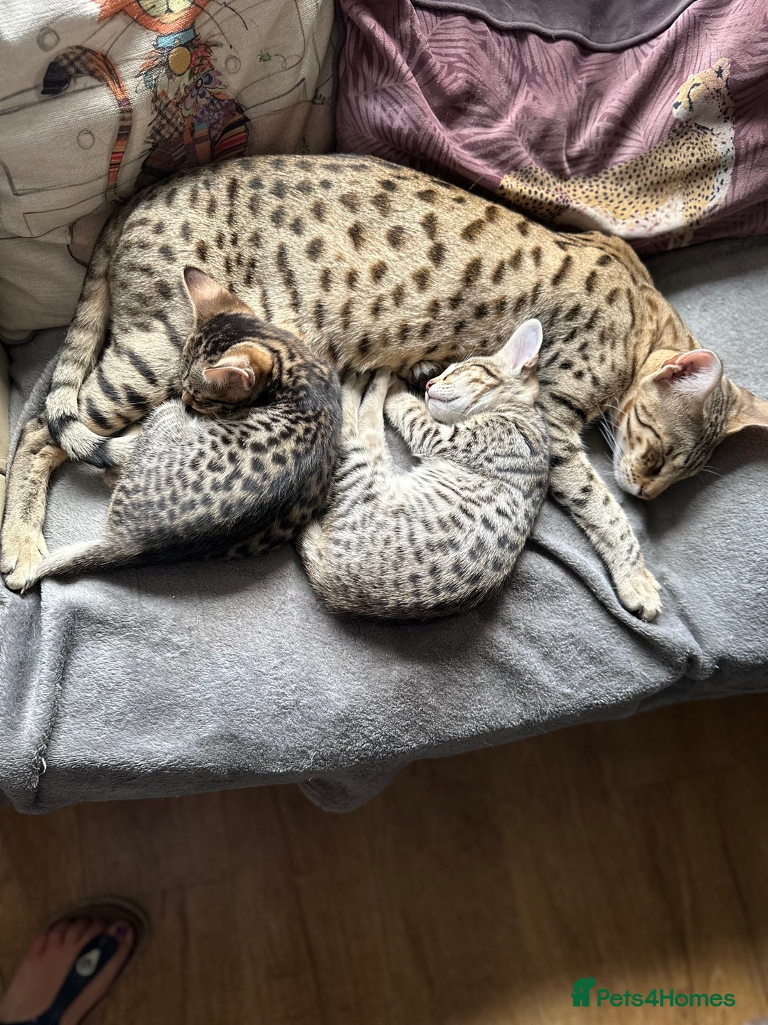 Savannah cats for sale: Savannah F4 girl kittens - Image 6