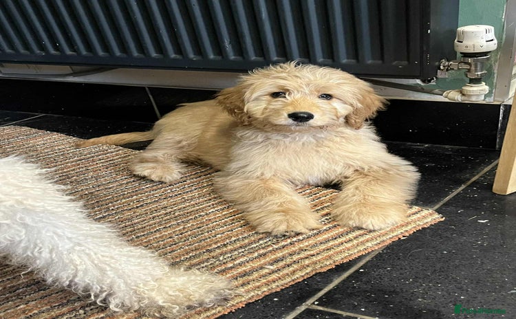 Mixed Breed dogs - Advert 6