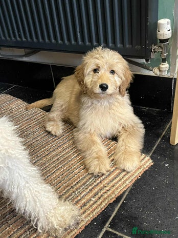 Mixed Breed dogs - Advert 6