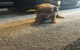 Cavapoo dogs for sale: F1BB cavapoo puppies  - Image 24