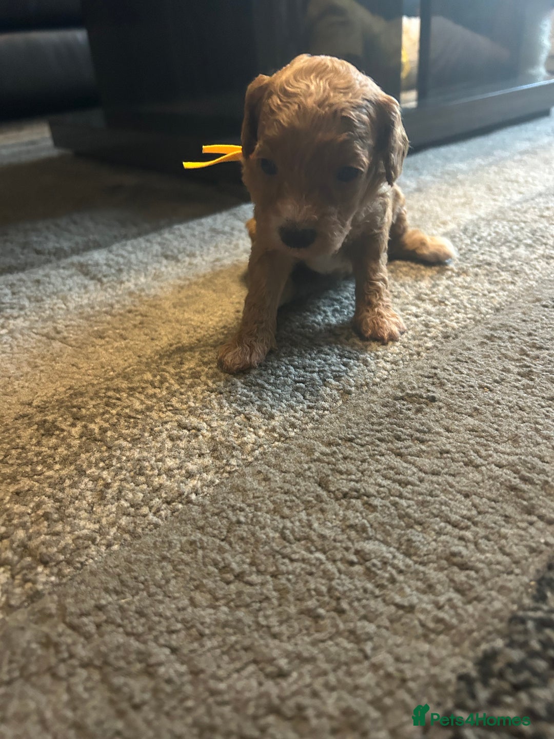 Cavapoo dogs for sale: F1BB cavapoo puppies  - Image 24