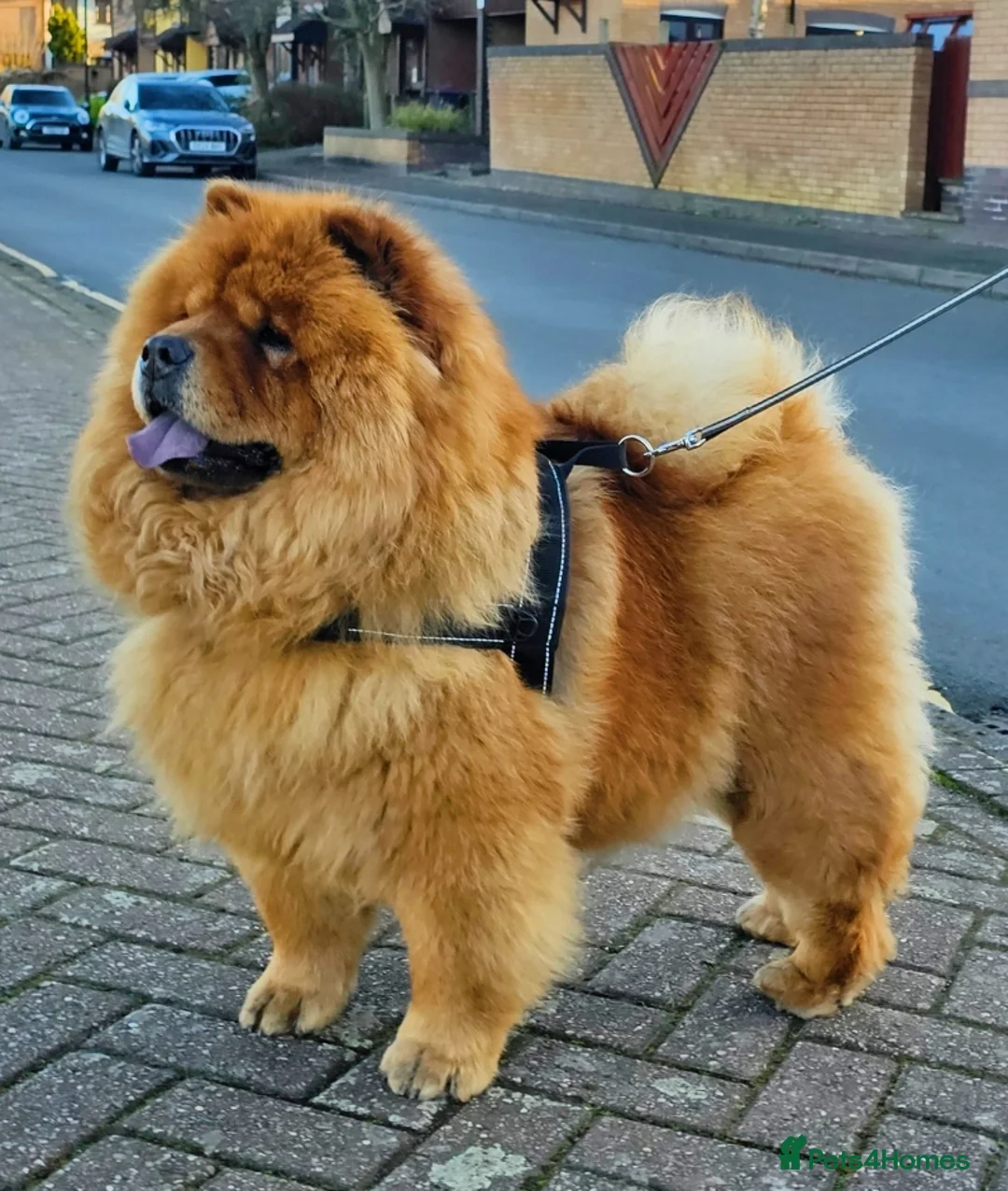 Chow Chow dogs for sale: Crufts parent pedigree  - Advert 5