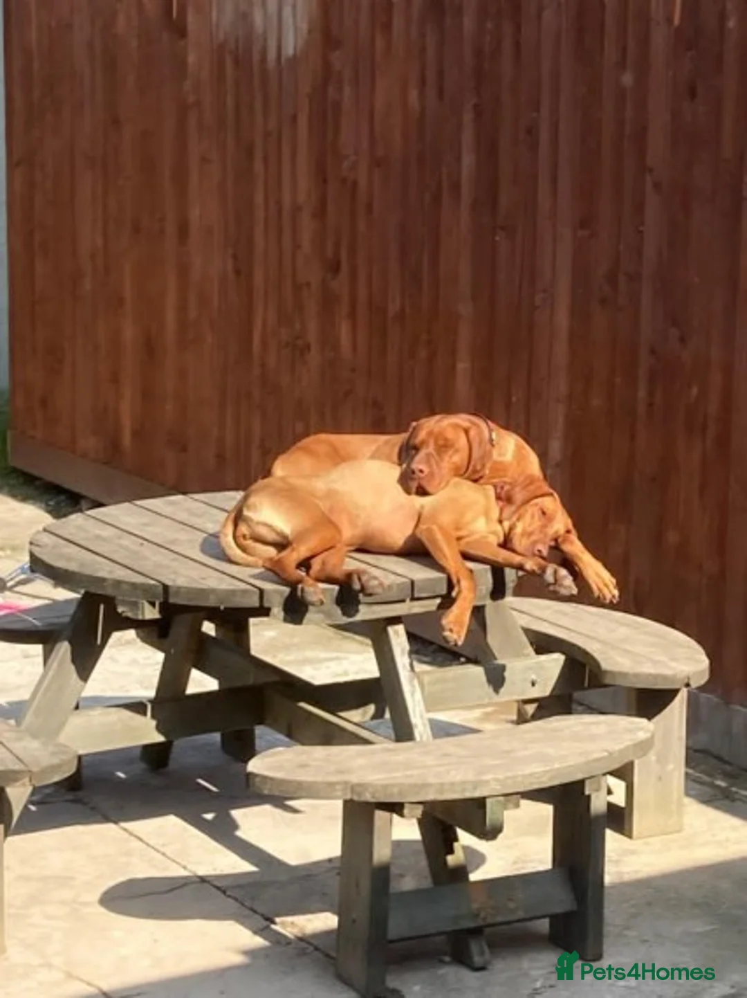 Hungarian Vizsla dogs for stud: PROVEN!!!championship blood line!!!! ❤️ in Llantwit Major - Advert 6