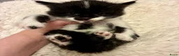 Turkish Angora cats for sale: Turkish angora kitten  - Advert 20