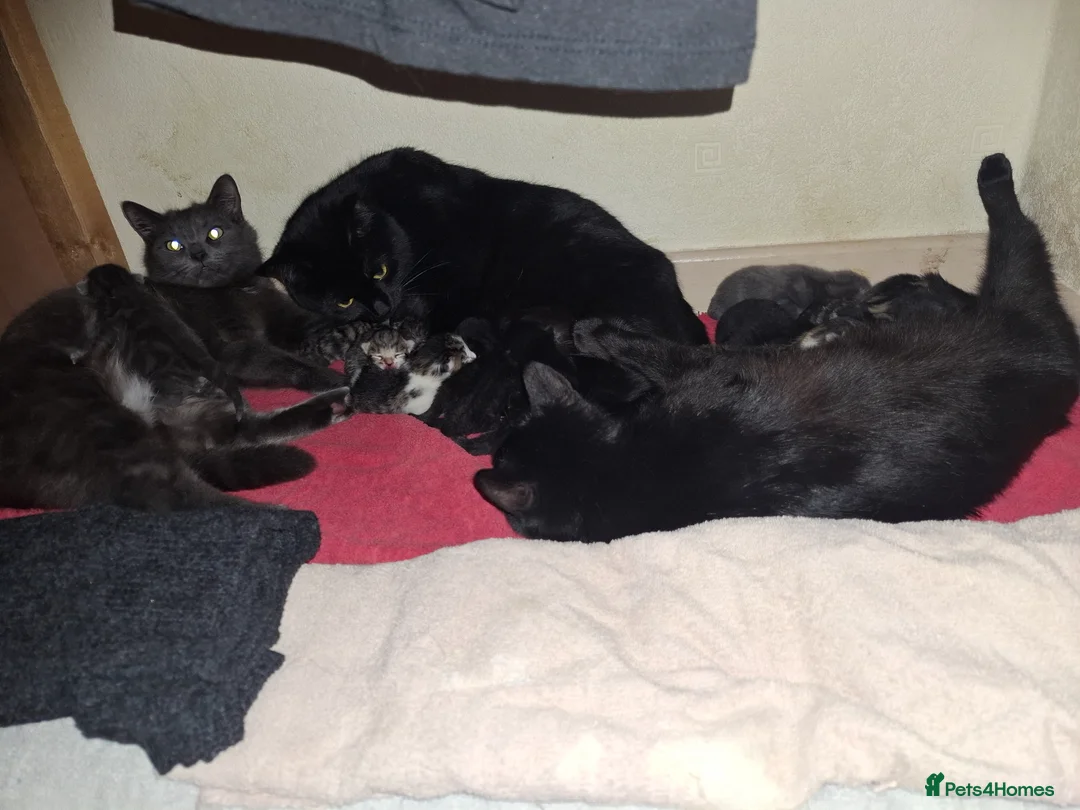 Mixed Breed cats for sale: 11 lovely female kittens  - Advert 1