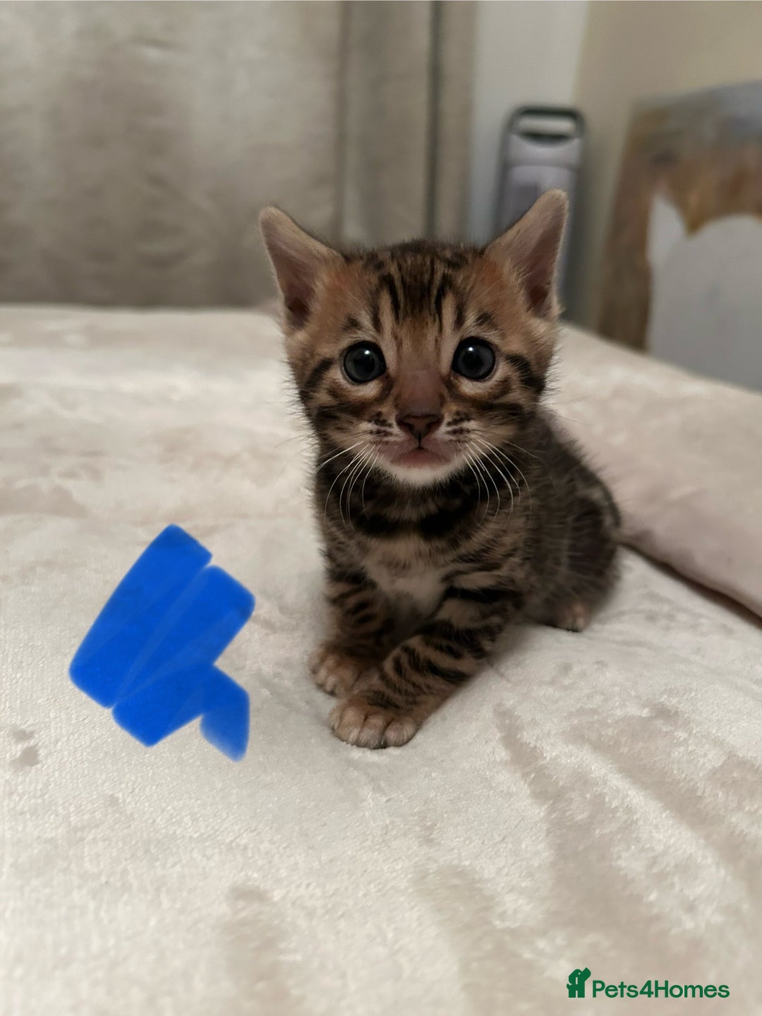 Bengal cats for sale: ❤️ Stunning Bengal Kittens for Reservation ❤️ - Advert 15