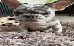 French Bulldog dogs for sale: French bull dog puppy  - Image 8