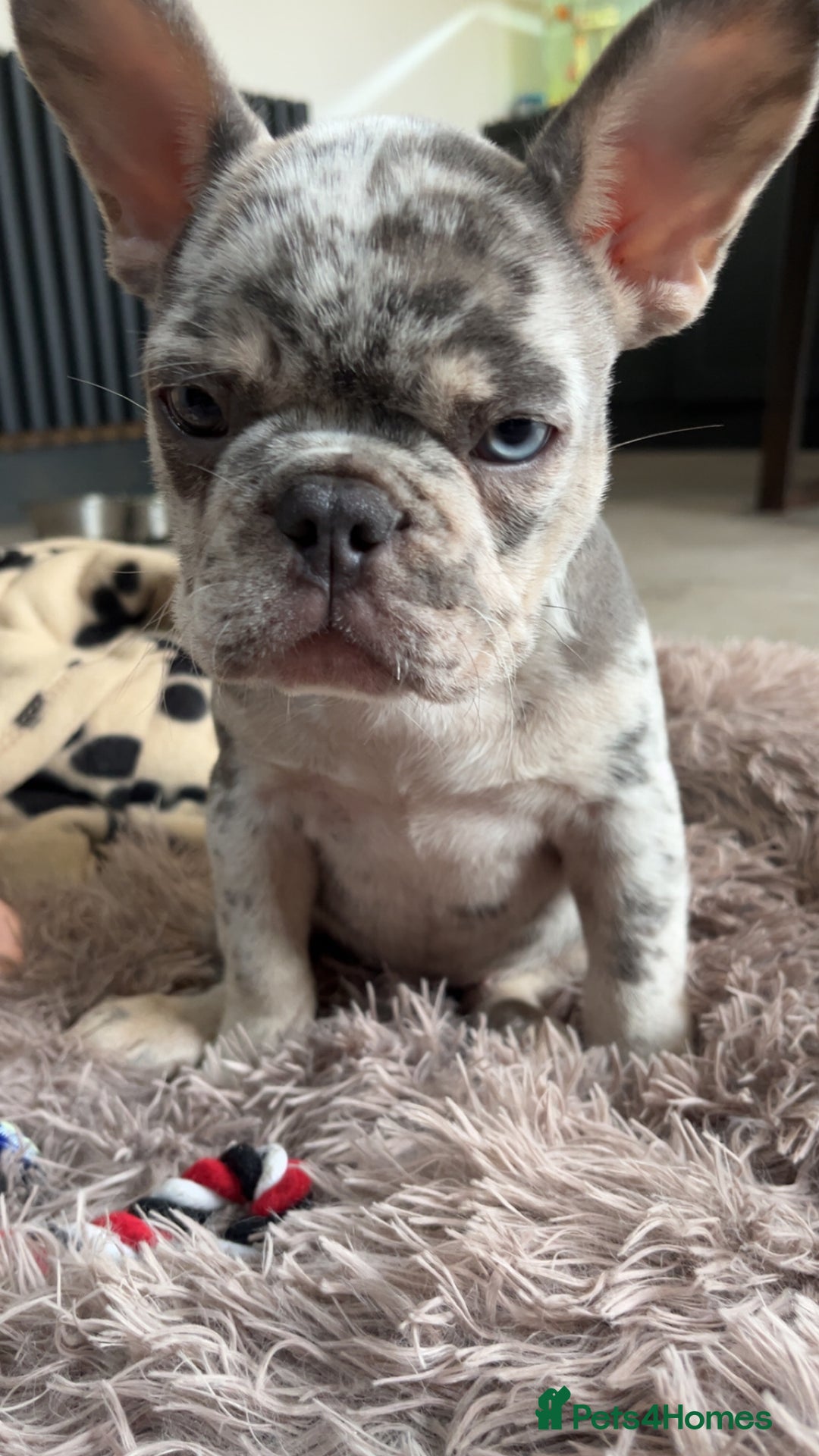 French Bulldog dogs for sale: French bull dog puppy  - Image 8