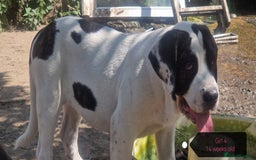 Central Asian Shepherd dogs for sale: Beautiful Alabai Mastiff puppies  in Pulborough - Image 18