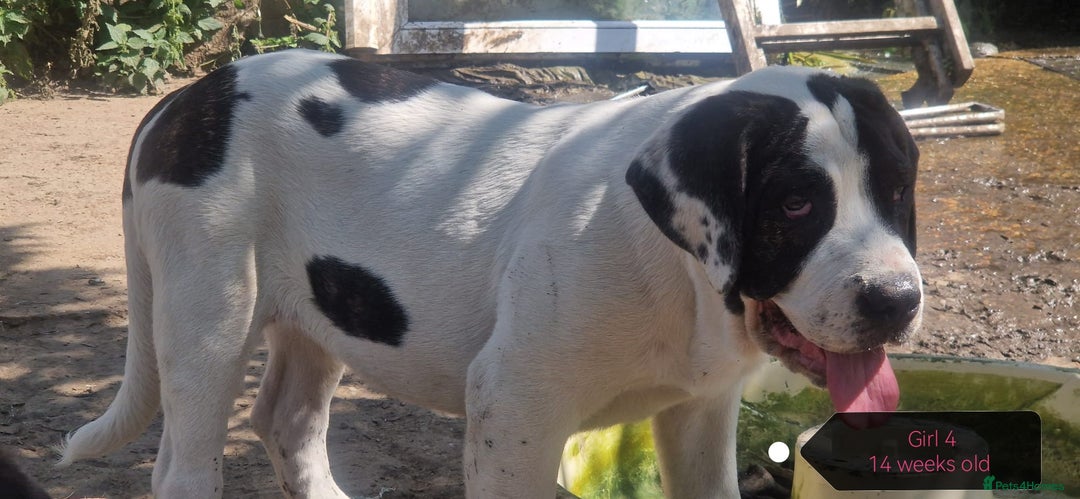 Central Asian Shepherd dogs for sale: Beautiful Alabai Mastiff puppies  in Pulborough - Image 18