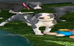 Whippet dogs for sale: Kc reg whippets Hear and eye tested parents  - Image 37