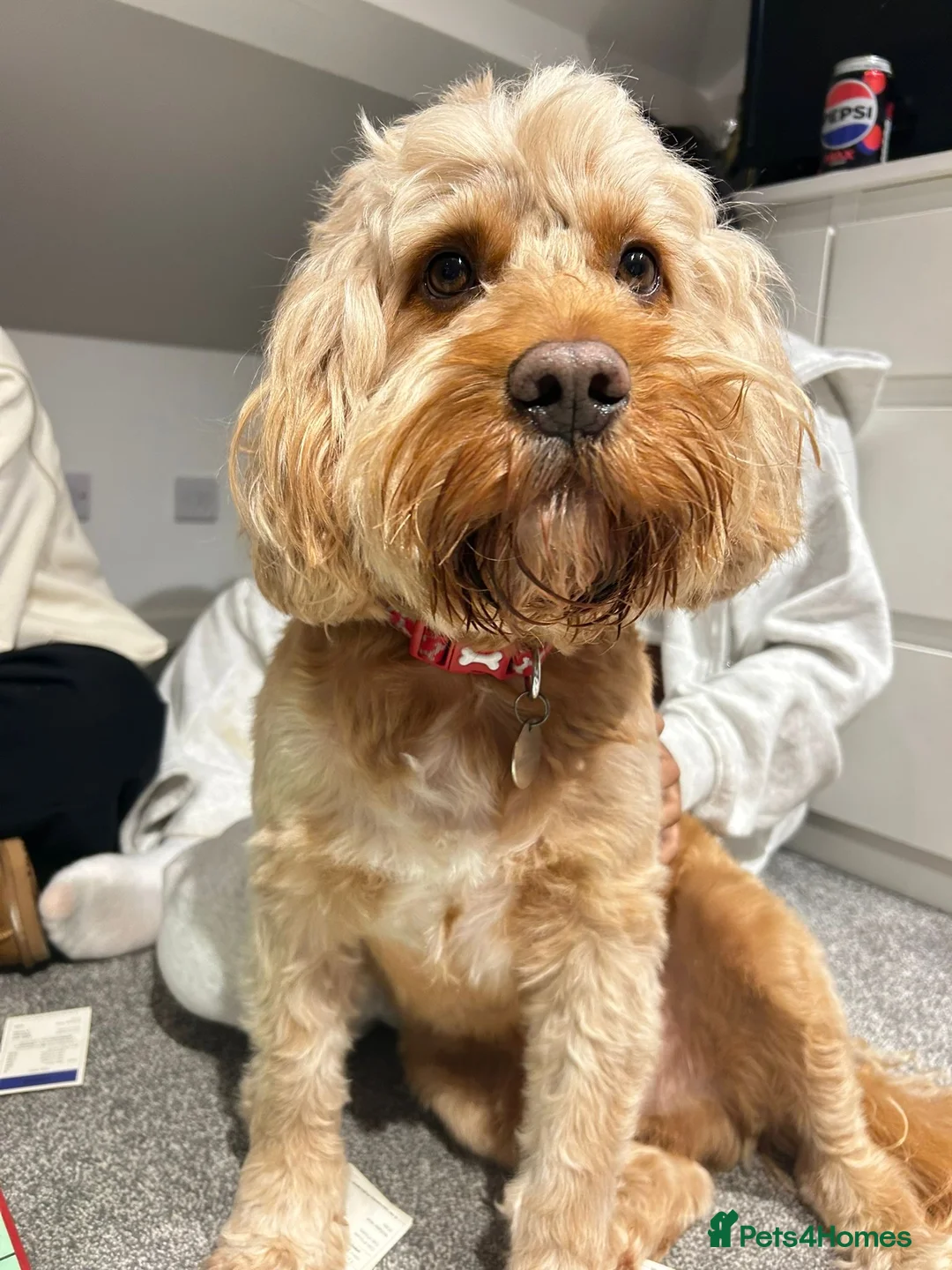 Cockapoo dogs for sale: Cockapoo puppies - Advert 8