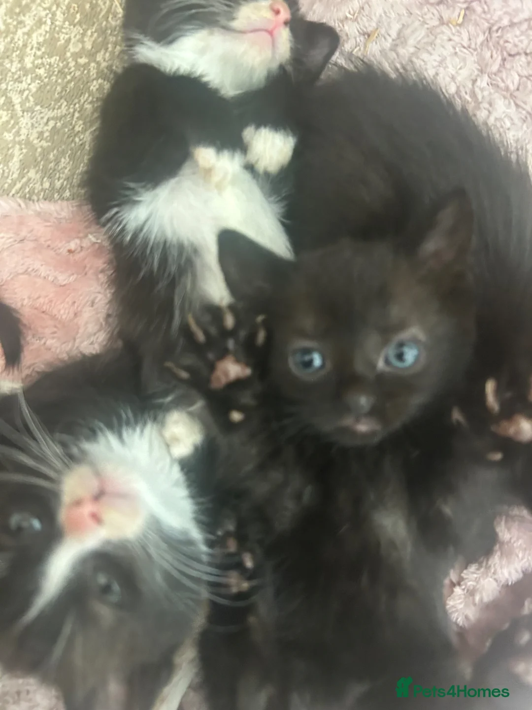 Mixed Breed cats for sale: 2 beautiful kittens  - Advert 2