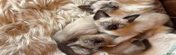 Tonkinese cats for sale: Exquisite Tonkdolls - Advert 25
