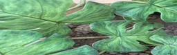 Hermann Tortoise reptiles for sale: Hermann tortoise yearlings  - Advert 4
