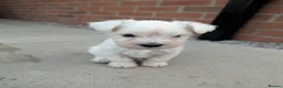 Miniature Schnauzer dogs for sale: KC Registered Miniature Schnauzer Puppies  - Advert 22