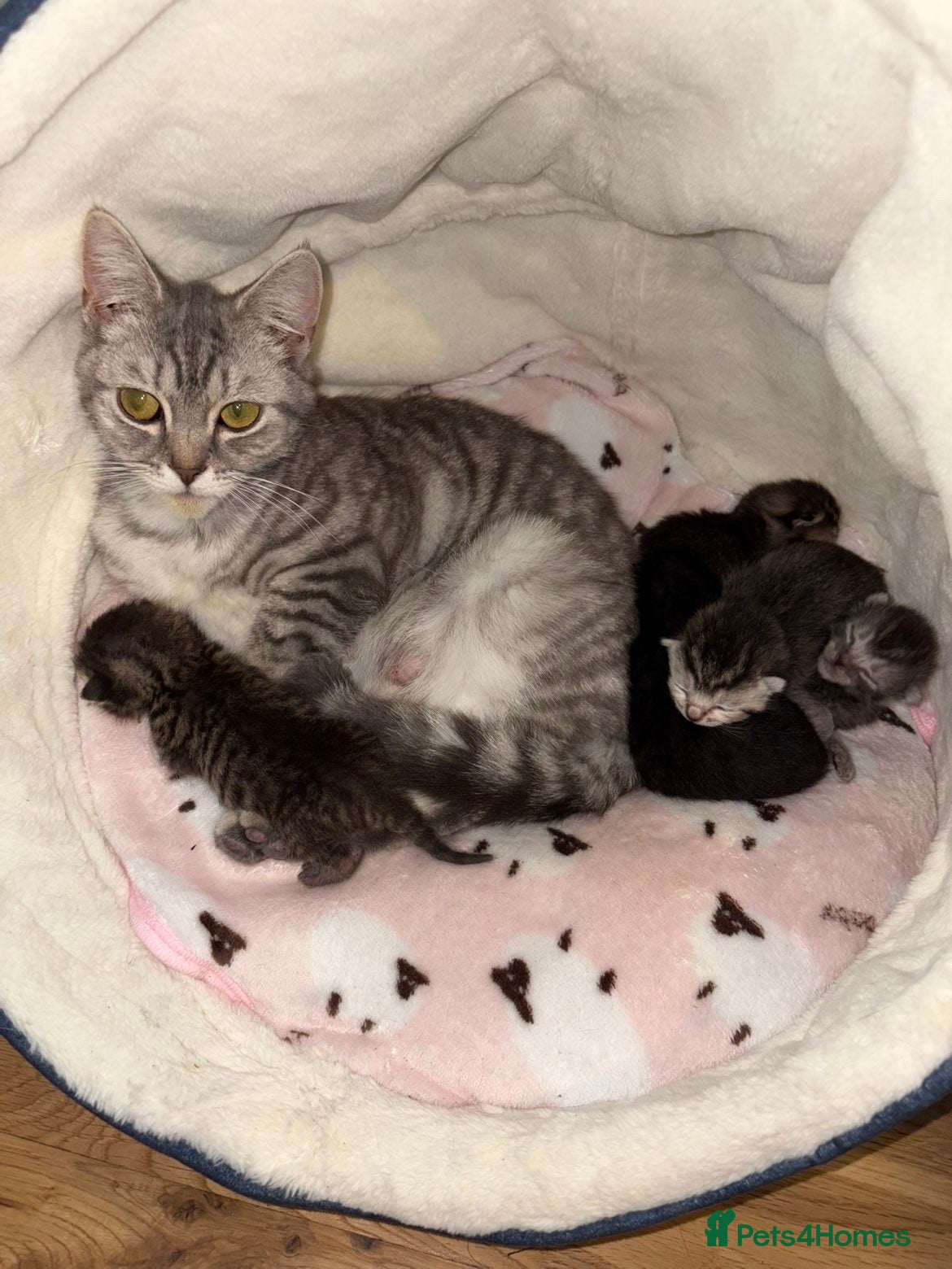 British Shorthair cats British Shorthair/Bengal Tabby Kittens - Advert 4