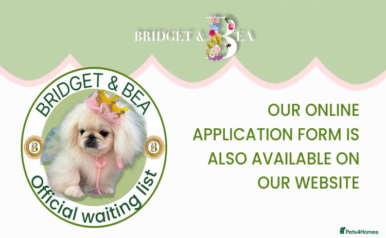 Pekingese dogs - Advert 1