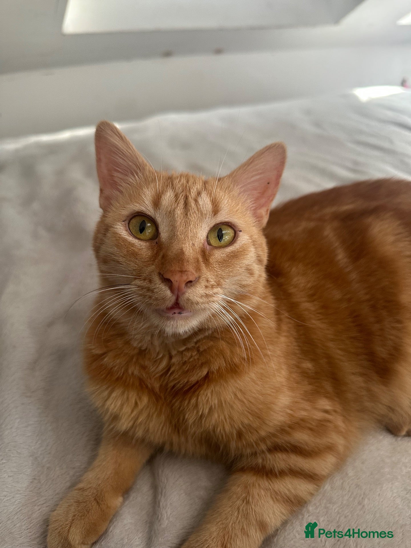 Arabian Mau cats 🐾 Boston – Beautiful 1-Year-Old Arabian Mau  - Advert 2