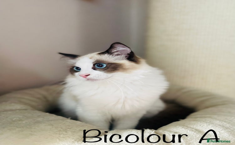 Ragdoll cats - Advert 2