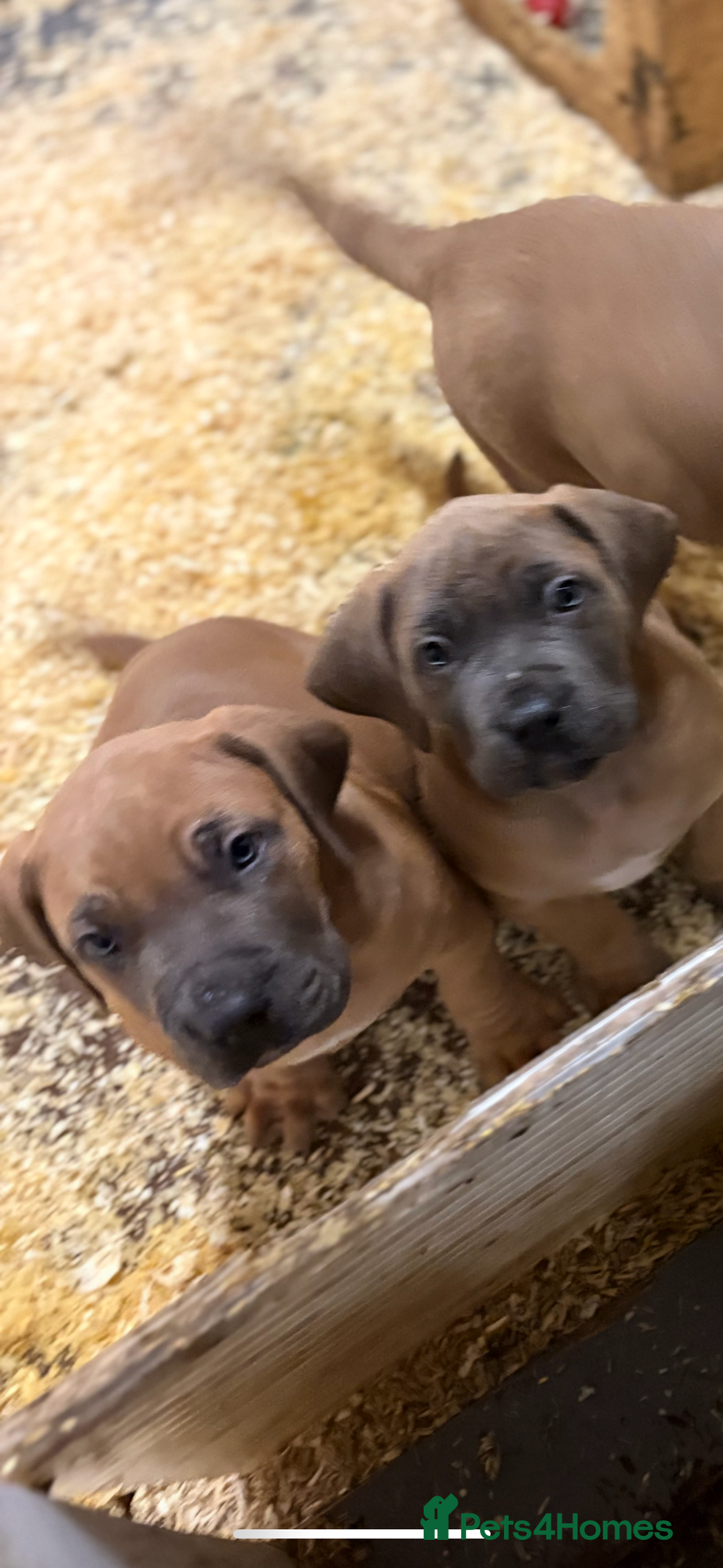 Boerboel dogs for sale: QUALITY NABBR REGISTERED PUPS!  - Advert 7