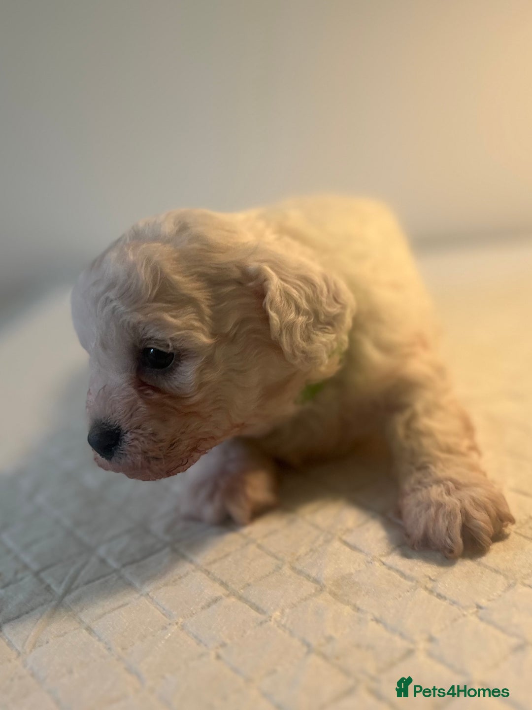 Poochon dogs for sale: Friendly, Gorgeous little Poochon girls - Advert 2