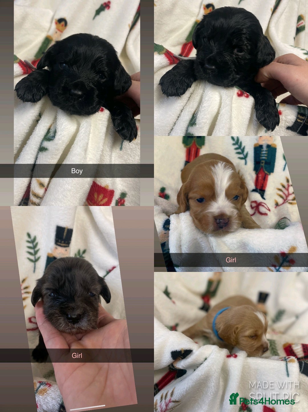 Cocker Spaniel dogs for sale: Cockers  - Advert 1