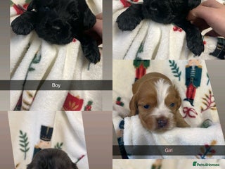 Cocker Spaniel dogs for sale: Cockers - Advert 1