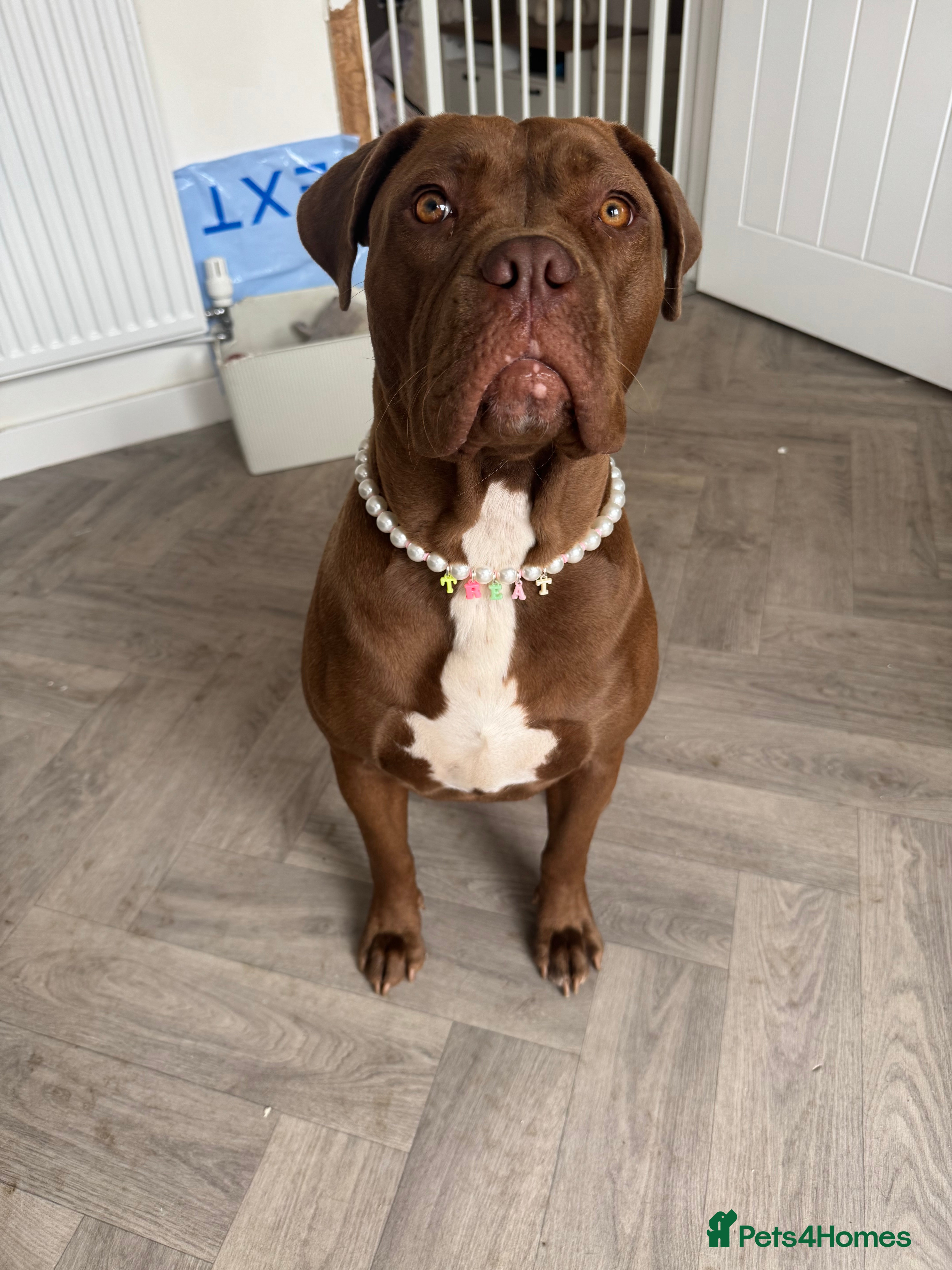 Mixed Breed dogs 15 month Dogue de Bordeaux x American bully female - Advert 1