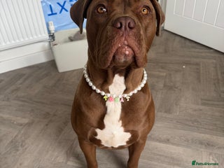 Mixed Breed dogs 15 month Dogue de Bordeaux x American bully female - Advert 1