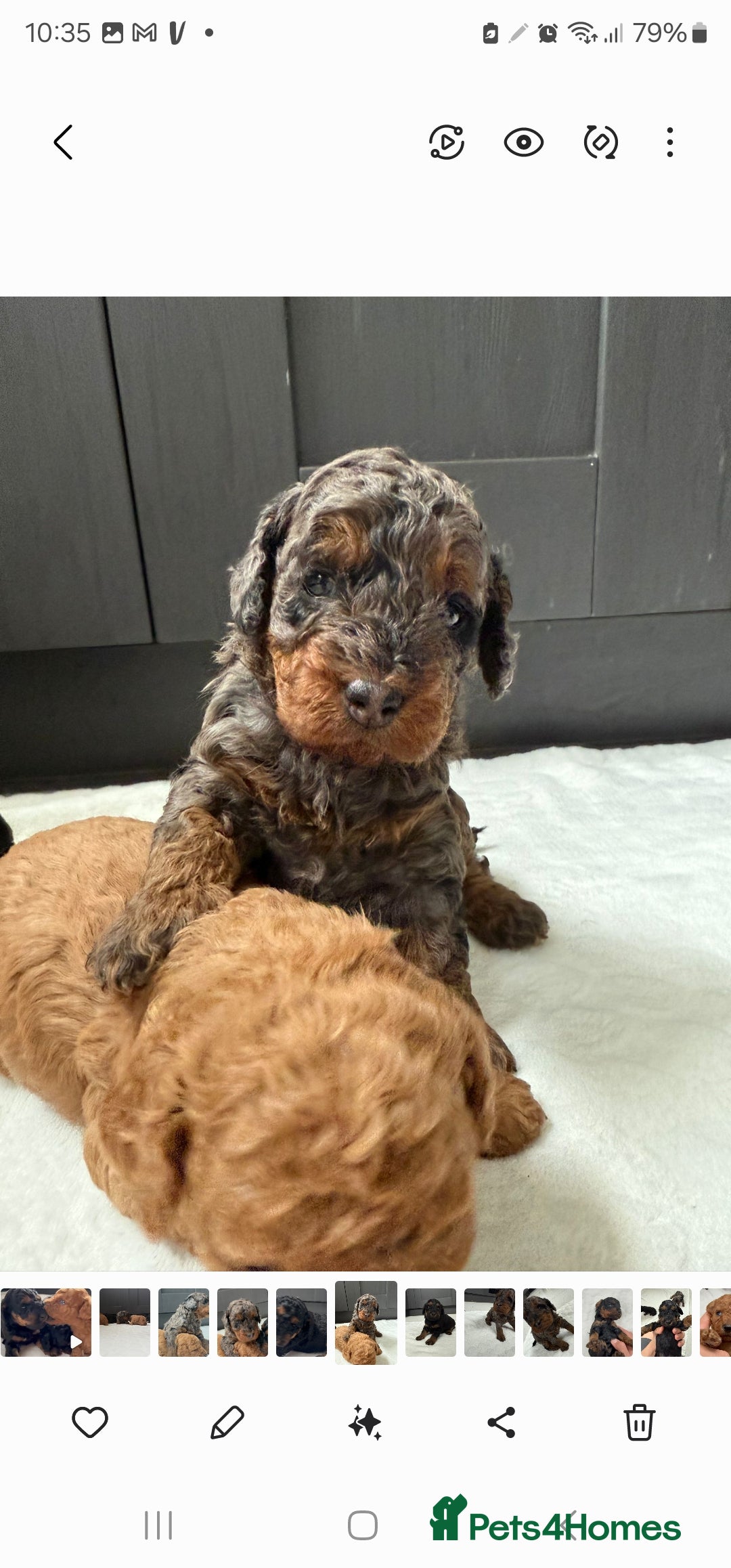 Cockapoo dogs for sale: F2 Cockapoo puppies for sale  - Image 5