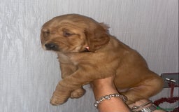 Golden Retriever dogs for sale: Gorgeous kc red golden retrievers  - Image 14