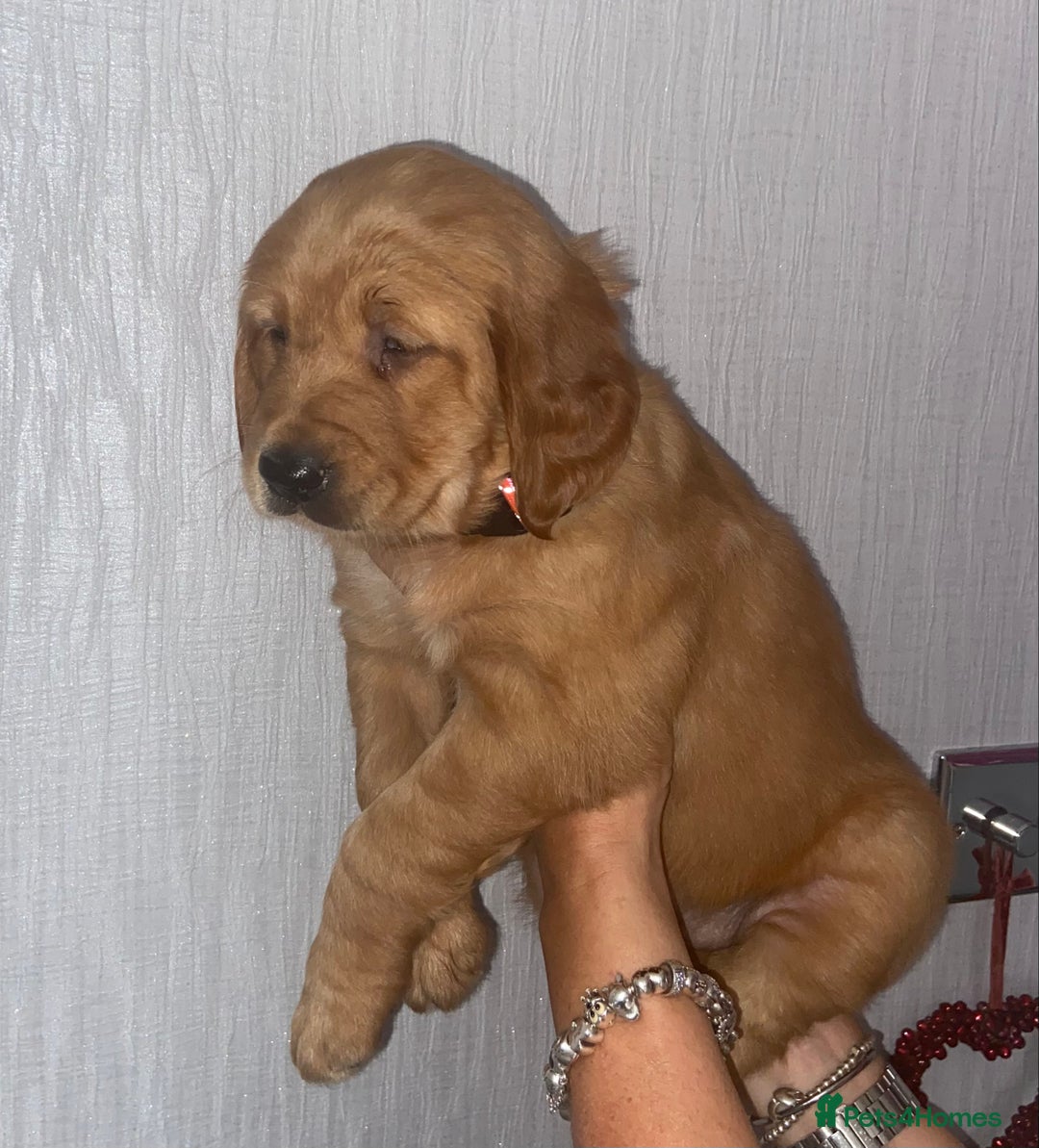 Golden Retriever dogs for sale: Gorgeous kc red golden retrievers  - Image 14