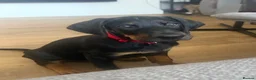 Mixed Breed dogs for sale: Doberman puppy 1 boy left ready now  - Advert 4