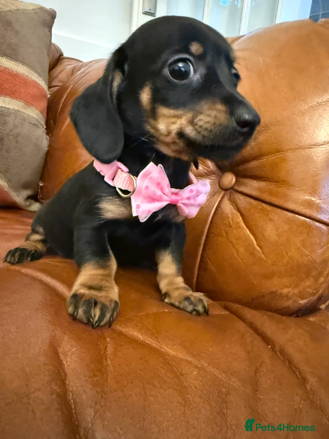 Miniature Dachshund dogs for sale: Stunning Pups 5 ⭐ Star Licensed 5 ⭐ Reviews!  - Advert 29