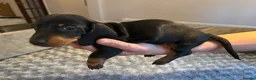 Dachshund dogs for sale: Dachshunds for sale - Advert 9