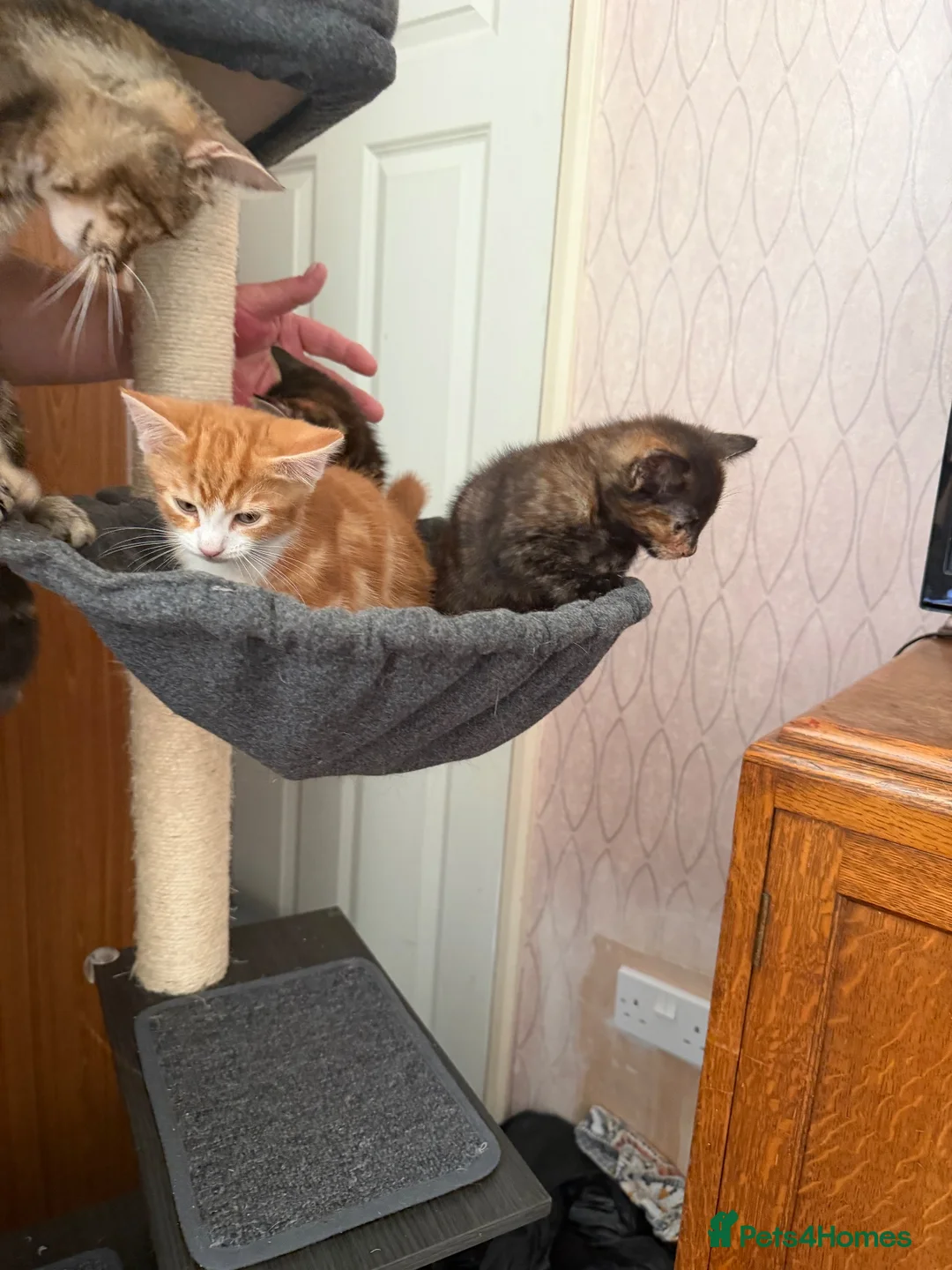 Mixed Breed cats for sale: 3 kittens for sale - Advert 13