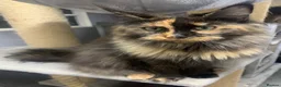 Maine Coon cats for sale: GCCF Maine Coon Kittens.  - Advert 2
